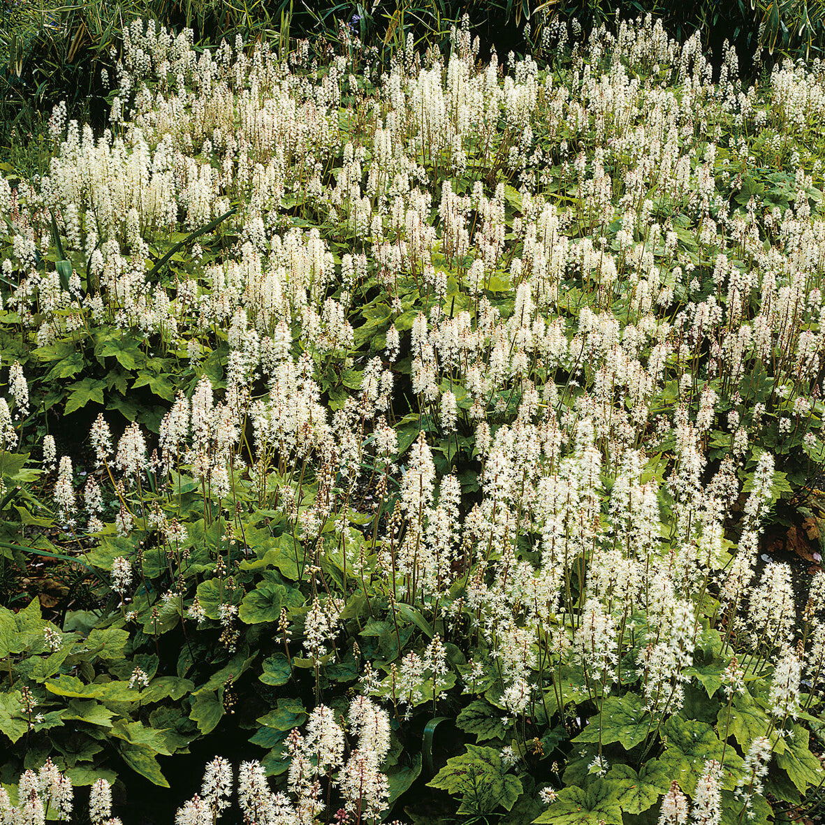 Perzische muts Wherryi - Tiarella wherryi - Willemse