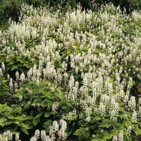 Perzische muts Wherryi - Tiarella wherryi - Willemse