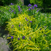 Tradescantia ( andersoniana group ) sweet kate - Vaderplant 'Sweet Kate' - Vaste planten