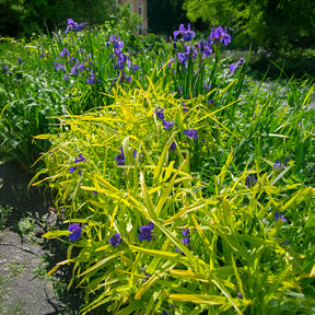 Vaderplant 'Sweet Kate' - Tradescantia ( andersoniana group ) sweet kate - Willemse