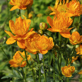 Kogelboterbloem Golden Queen - Trollius chinensis Golden Queen - Willemse