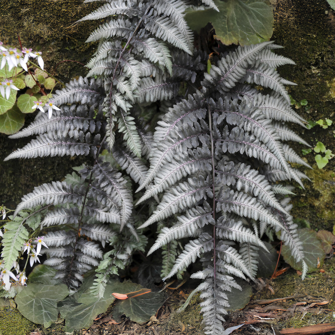 Wijfjesvaren Pewter Lace - Willemse