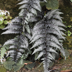 Wijfjesvaren Pewter Lace - Willemse