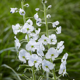 Veronica gentianoides - Ereprijs - Veronica