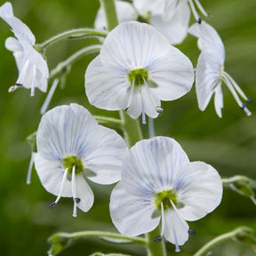 Ereprijs - Veronica gentianoides - Willemse