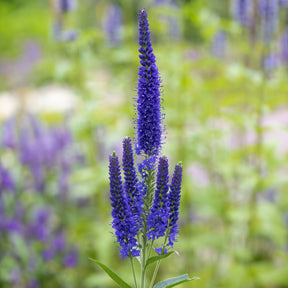 Ereprijs Marietta - Willemse