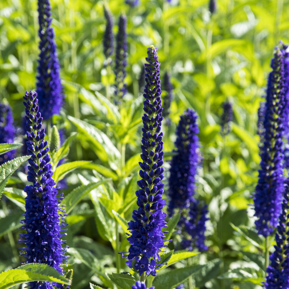 Ereprijs Marietta - Veronica longifolia Marietta - Willemse