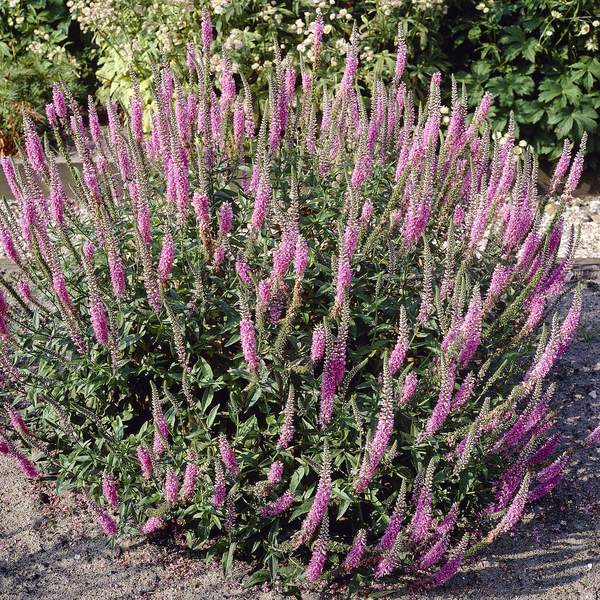 Veronica spicata Pink Damask - Ereprijs Pink Damask - Veronica