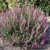 Veronica spicata Pink Damask - Ereprijs Pink Damask - Veronica