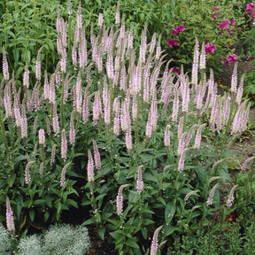 Ereprijs Pink Damask - Veronica spicata Pink Damask - Willemse