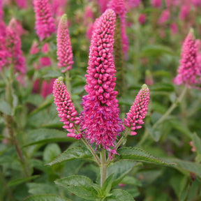 Ereprijs Rotfuchs - Veronica spicata rotfuchs - Willemse