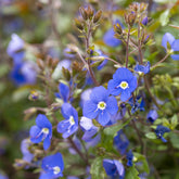 Veronica - Ereprijs Georgia Blue - Veronica umbrosa Georgia Blue