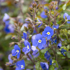 Veronica - Ereprijs Georgia Blue - Veronica umbrosa Georgia Blue