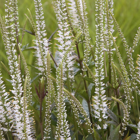 Scrophulariaceae blanche - Willemse