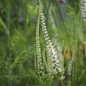 Scrophulariaceae blanche - Veronicastrum virginicum Album - Willemse