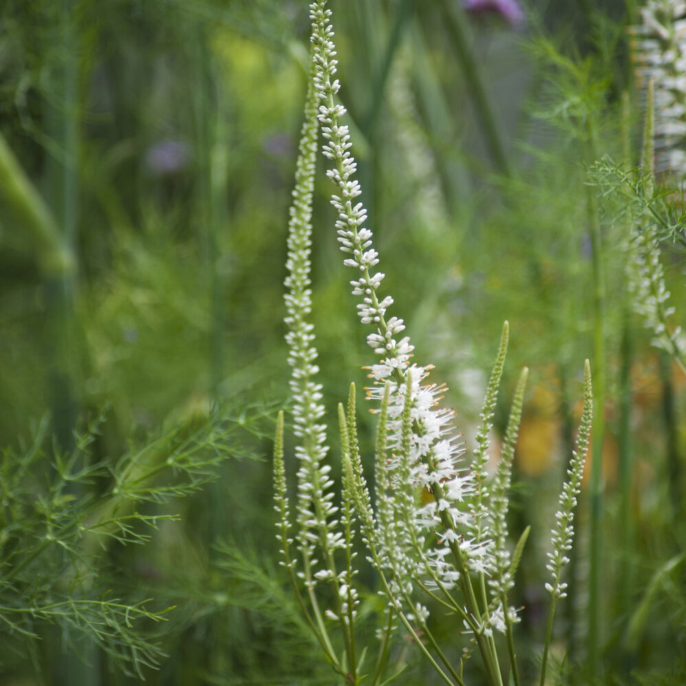 Scrophulariaceae blanche - Veronicastrum virginicum Album - Willemse
