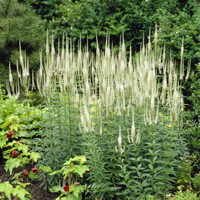 Veronicastrum virginicum Album - Scrophulariaceae blanche - Vaste planten