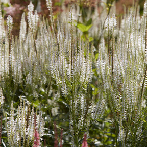 Scrophulariaceae Diana - Veronicastrum virginicum Diana - Willemse