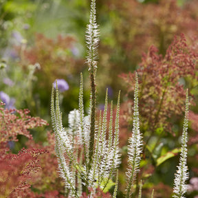 Scrophulariaceae Diana - Willemse