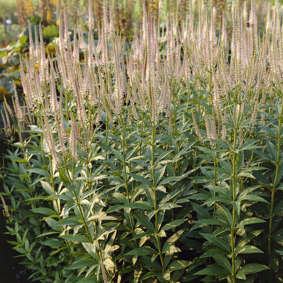 Scrophulariaceae Pink Glow - Willemse