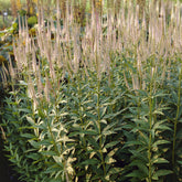 Scrophulariaceae Pink Glow - Willemse