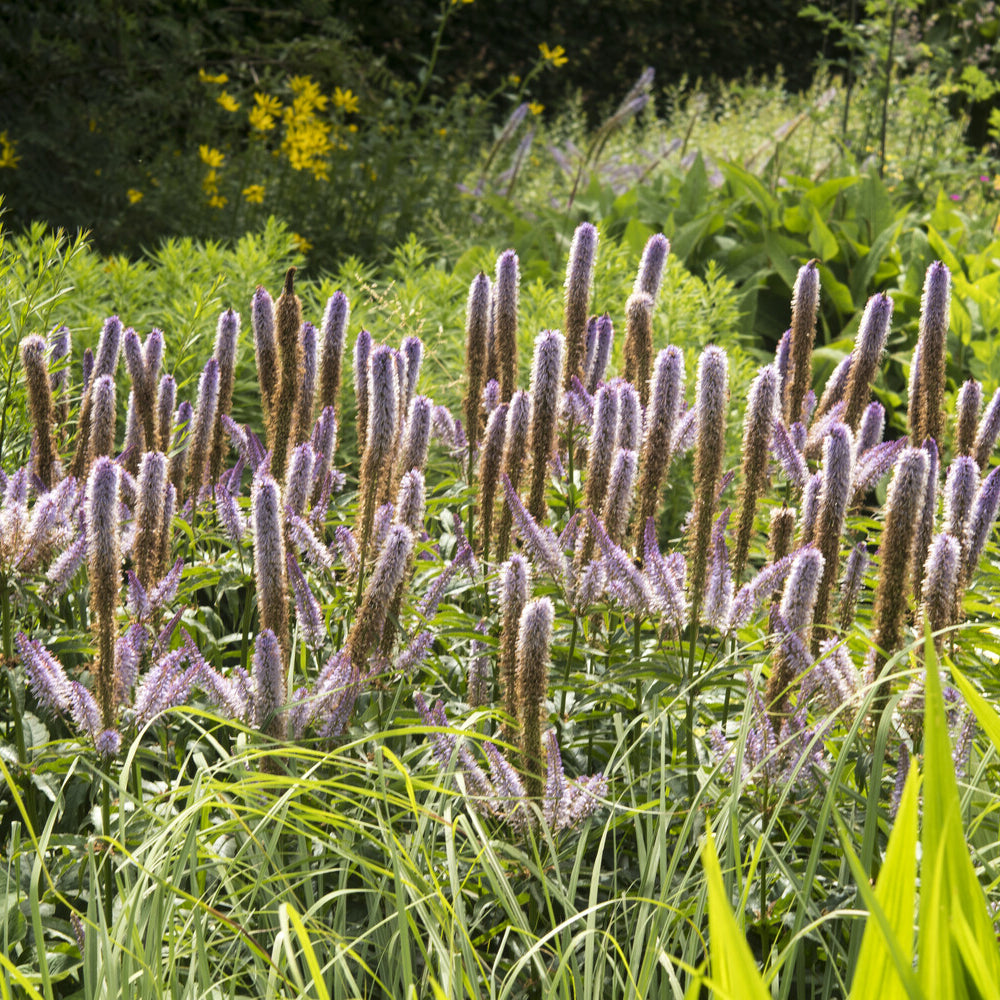 Virginische ereprijs Red Arrows - Veronicastrum virginicum Red Arrows - Willemse