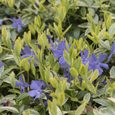 Vinca minor Aureovariegata - Maagdenpalm Aureovariegata - Vinca