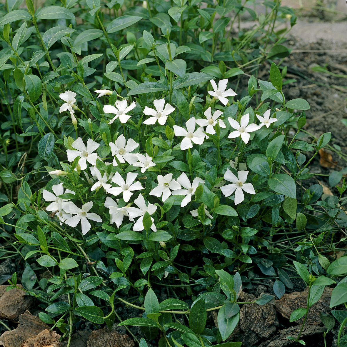 Vinca minor Gertrude Jekyll - Maagdenpalm Gertrude Jekyll - Vinca
