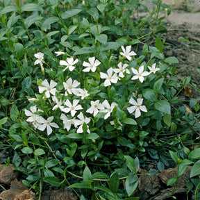 Vinca minor Gertrude Jekyll - Maagdenpalm Gertrude Jekyll - Vinca