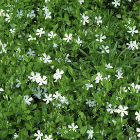 Maagdenpalm Gertrude Jekyll - Vinca minor Gertrude Jekyll - Willemse