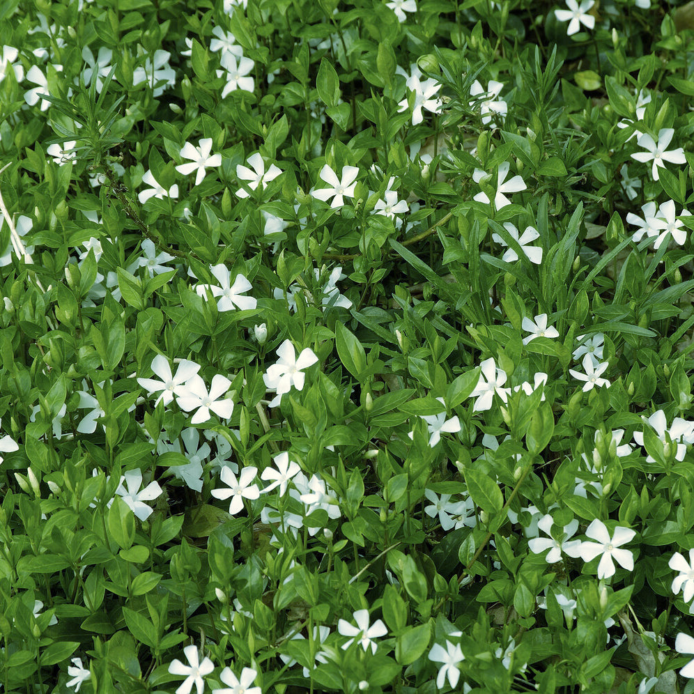 Maagdenpalm Gertrude Jekyll - Vinca minor Gertrude Jekyll - Willemse