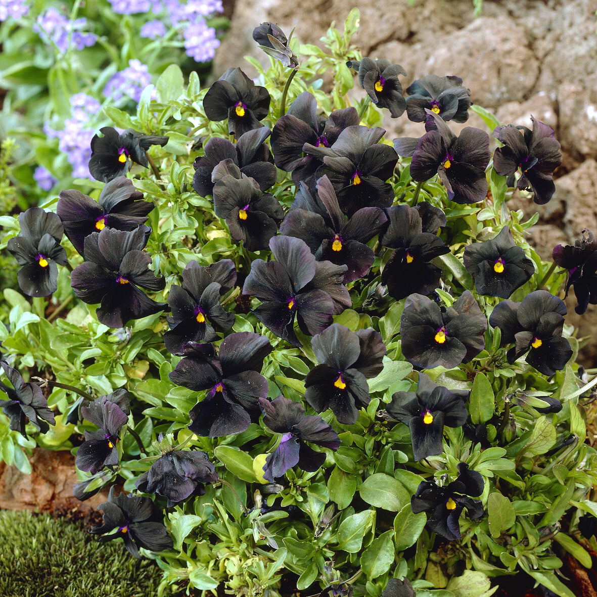 Viooltje Molly Sanderson - Willemse