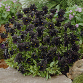 Viooltje Molly Sanderson - Viola cornuta Molly Sanderson - Willemse