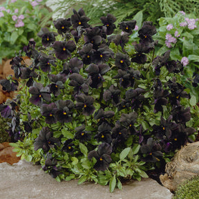 Viooltje Molly Sanderson - Viola cornuta Molly Sanderson - Willemse