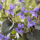 Viola labradorica - Viooltje Labrador - Vaste planten
