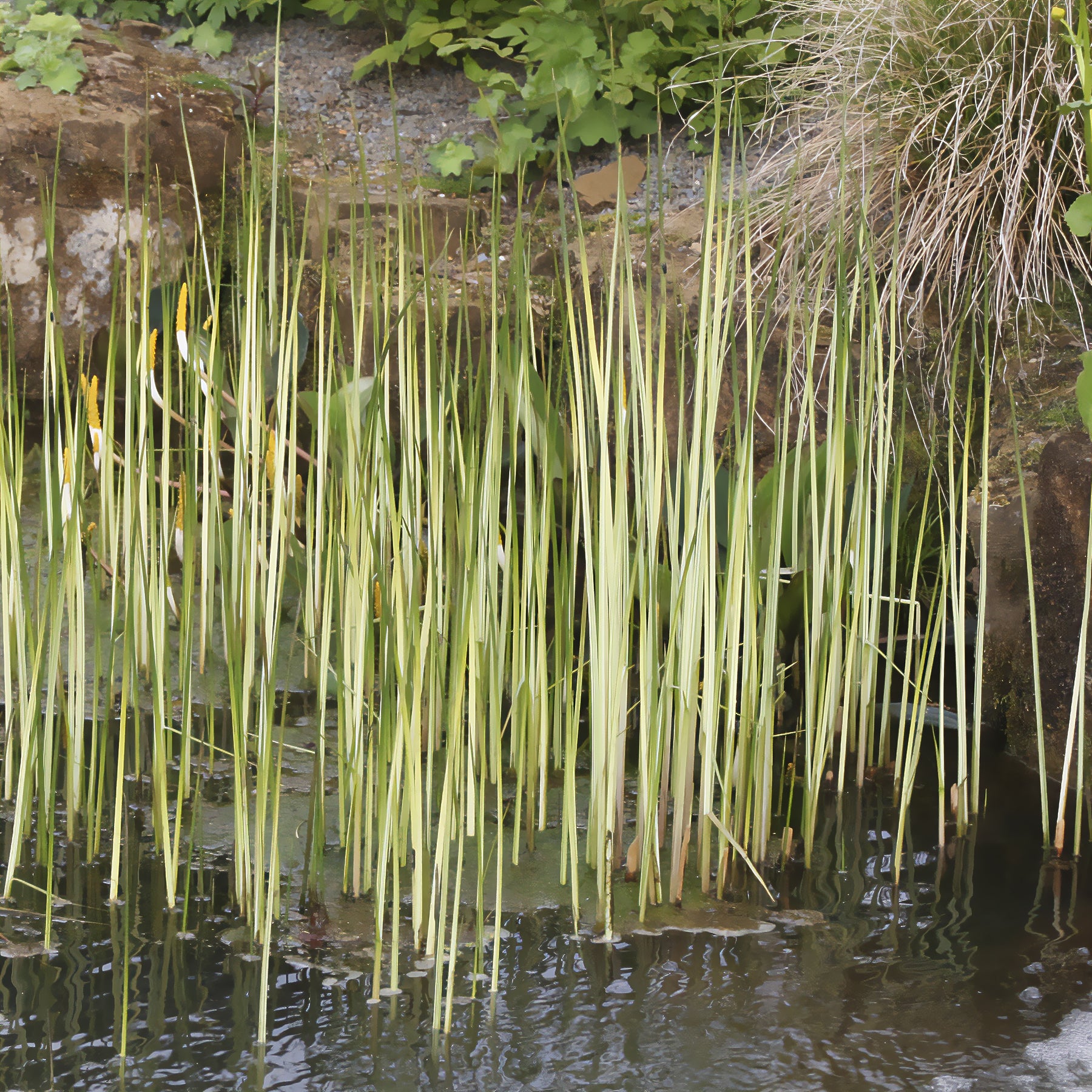 Gestreepte mattenbies Albescens - Schoenoplectus lacustris albescens - Willemse