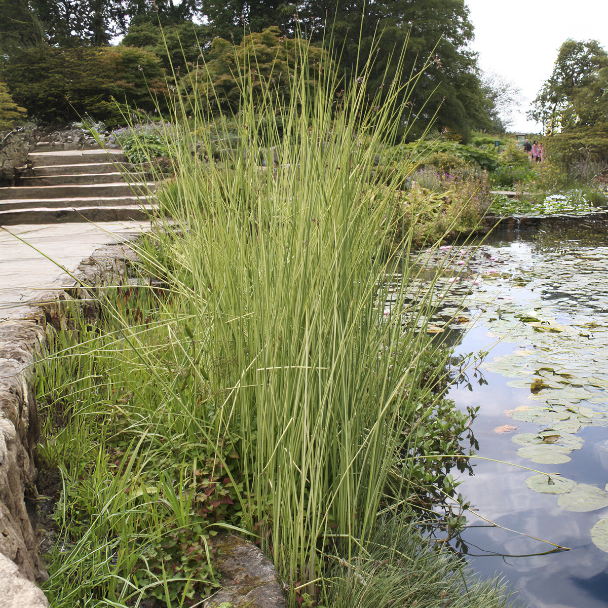 Gestreepte mattenbies Albescens - Willemse