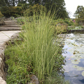 Gestreepte mattenbies Albescens - Willemse