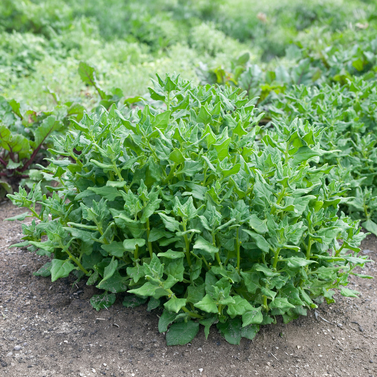 Nieuw-Zeelandse spinazie - Tetragonia tetragonioides - Willemse