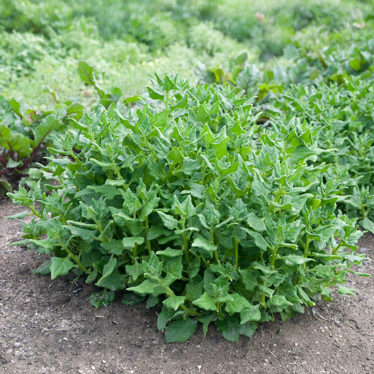 Nieuw-Zeelandse spinazie - Tetragonia tetragonioides - Willemse