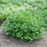 Nieuw-Zeelandse spinazie - Tetragonia tetragonioides - Willemse