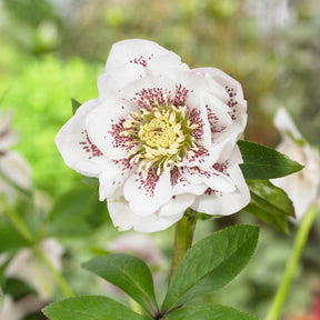 Nieskruid - dubbel wit gevlekt (x2) - Willemse