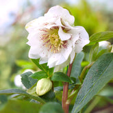 Helleborus orientalis Double Ellen White Spotted - Nieskruid - dubbel wit gevlekt (x2) - Helleborus - Kerstroos