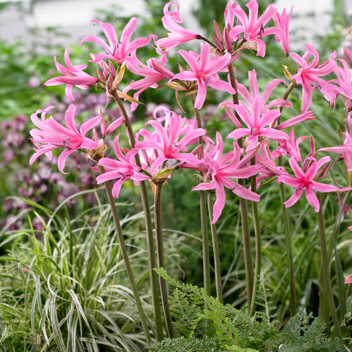 Amarine 'Belladiva Aphrodite' (x4) - Willemse