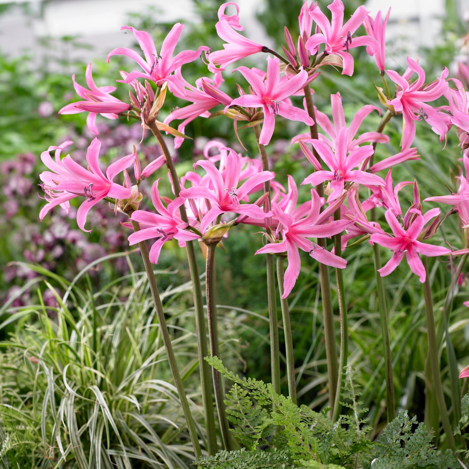 Amarine 'Belladiva Aphrodite' (x4) - Willemse