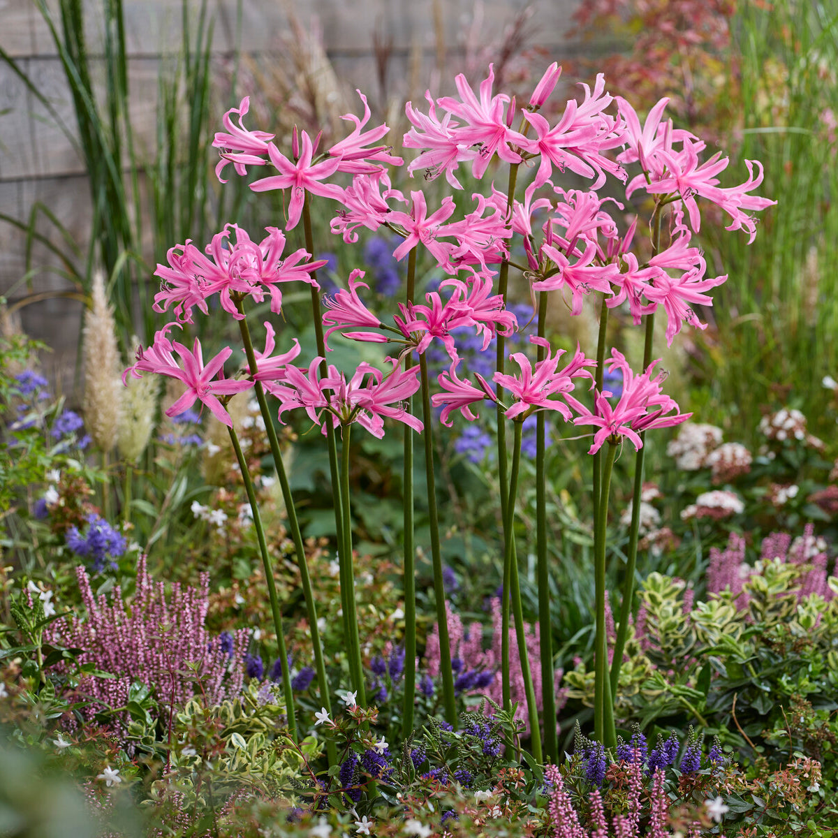 Voorjaarsbloeiers - Amarine 'Belladiva Aphrodite' (x4) - Amarine belladiva aphrodite