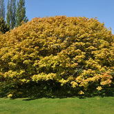 Bonte Bol Esdoorn - Acer pseudoplatanus 'brilliantissimum' - Willemse
