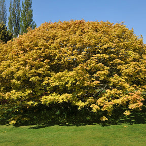 Bonte Bol Esdoorn - Acer pseudoplatanus 'brilliantissimum' - Willemse