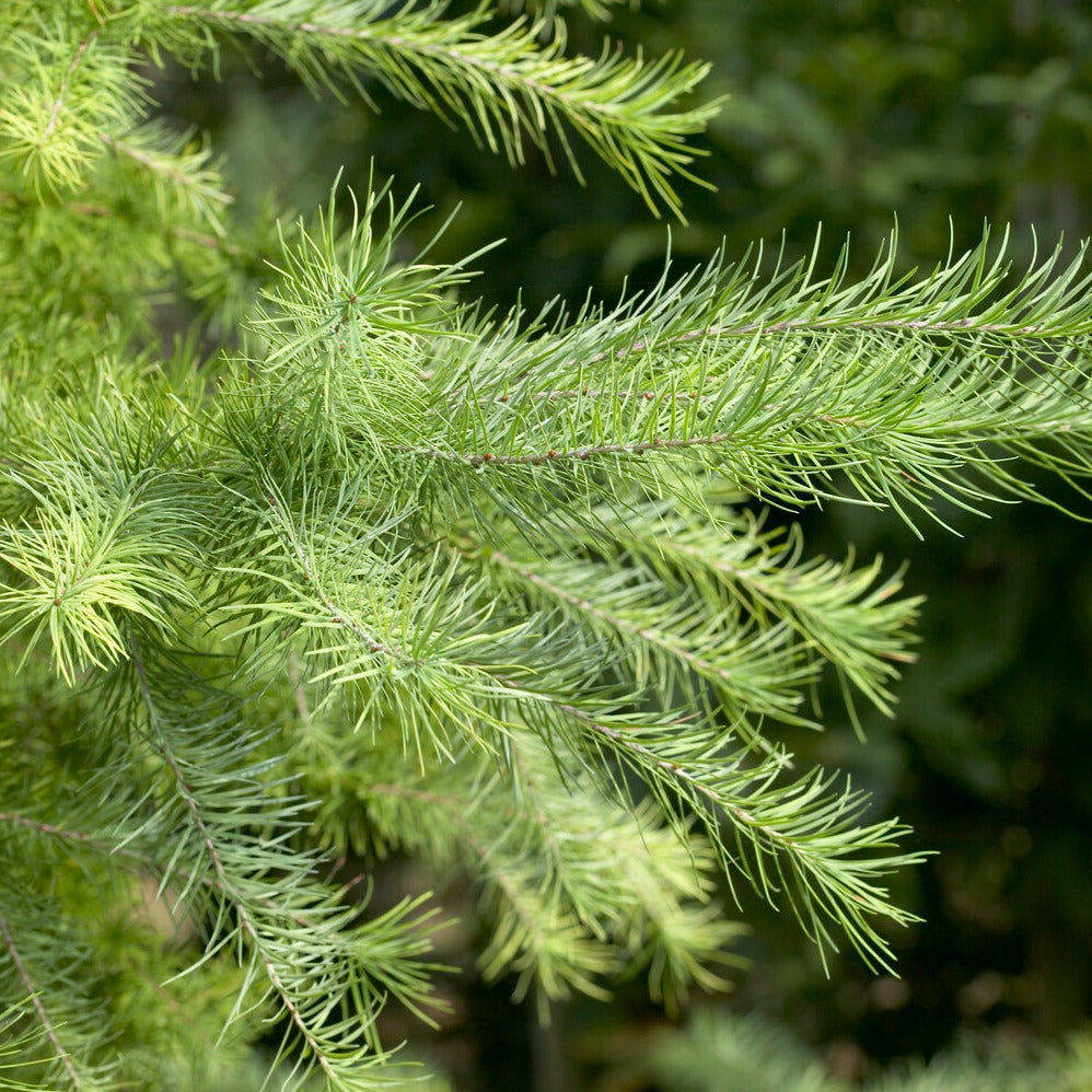 Lariks - Japanse lariks - Larix kaempferi