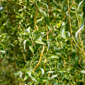 Kronkelwilg 'Tortuosa' - Willemse